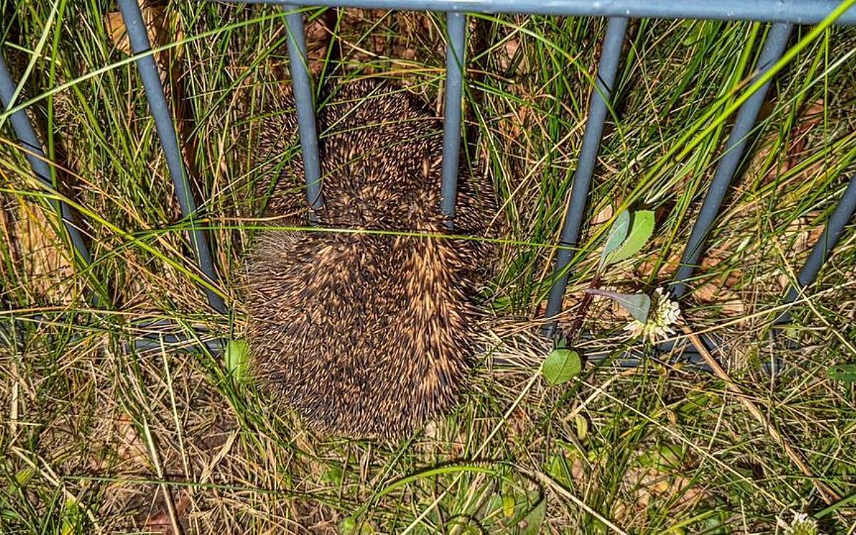 060625 Langenselbold Feuerwehr Igel 060625 Langenselbold Feuerwehr Igel