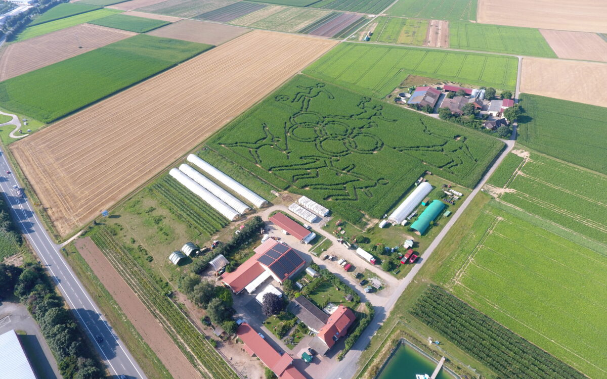 070824 Maislabyrinth ML 1 070824 Maislabyrinth ML 1