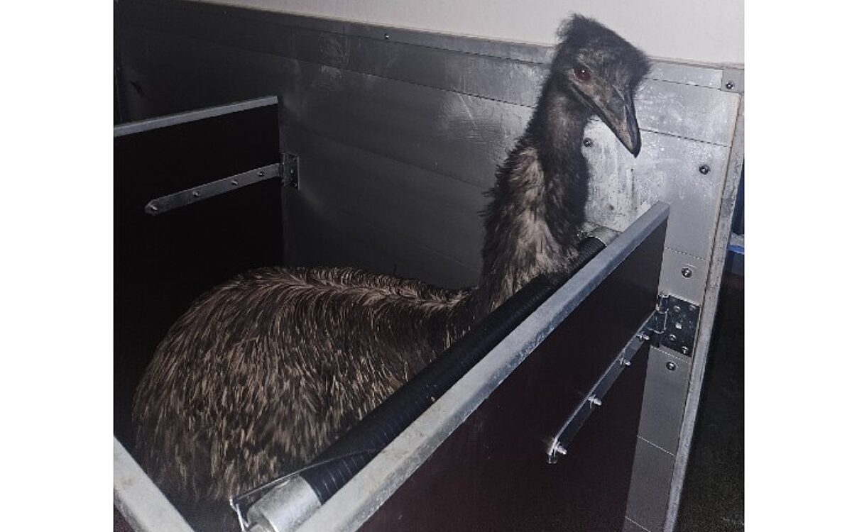 080124 Emu Polizei SOH 080124 Emu Polizei SOH