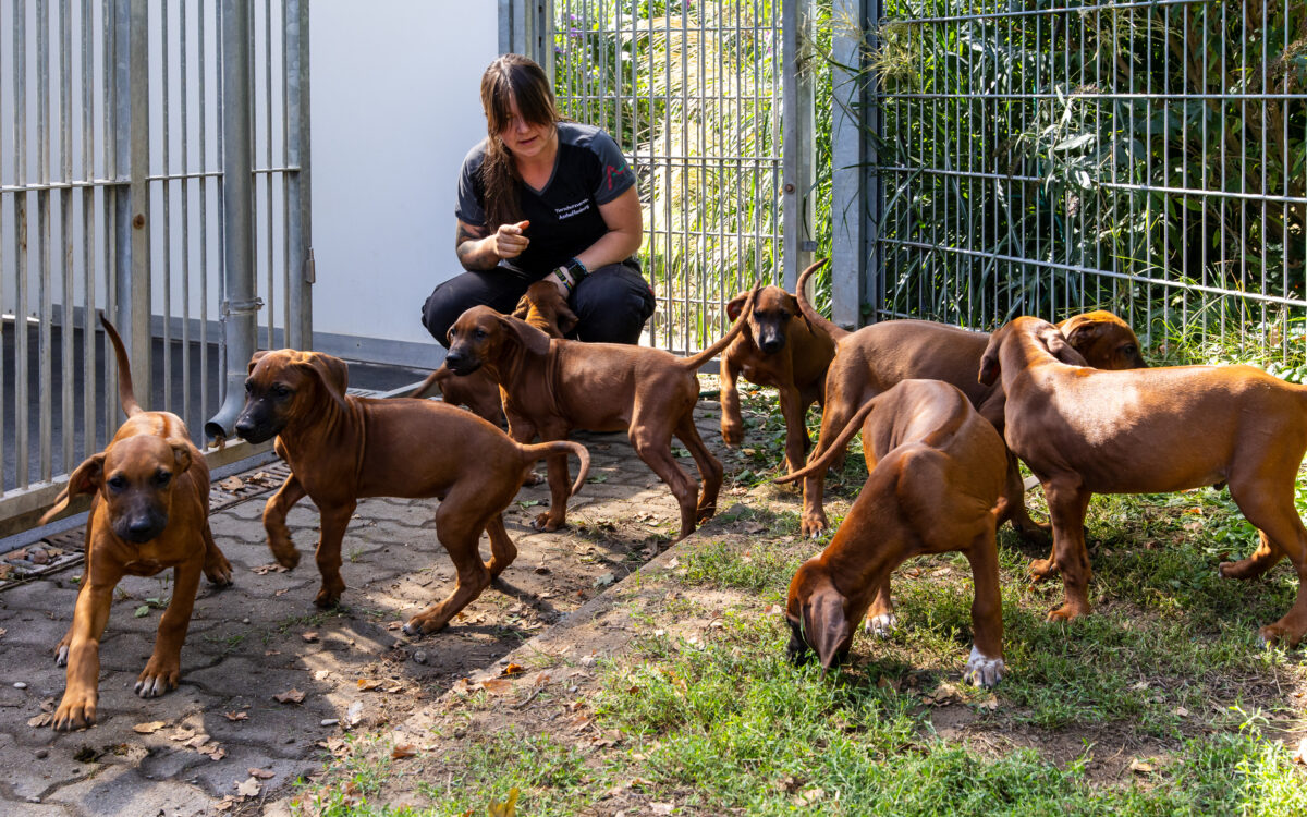 090925 AB Ridgeback Welpen im Tierheim ML 090925 AB Ridgeback Welpen im Tierheim ML