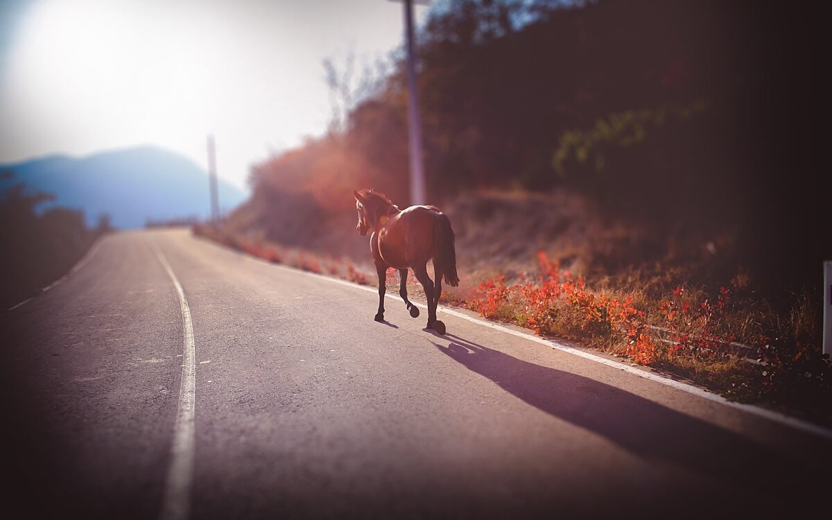 100122 MIL Pferd Kollision 100122 MIL Pferd Kollision