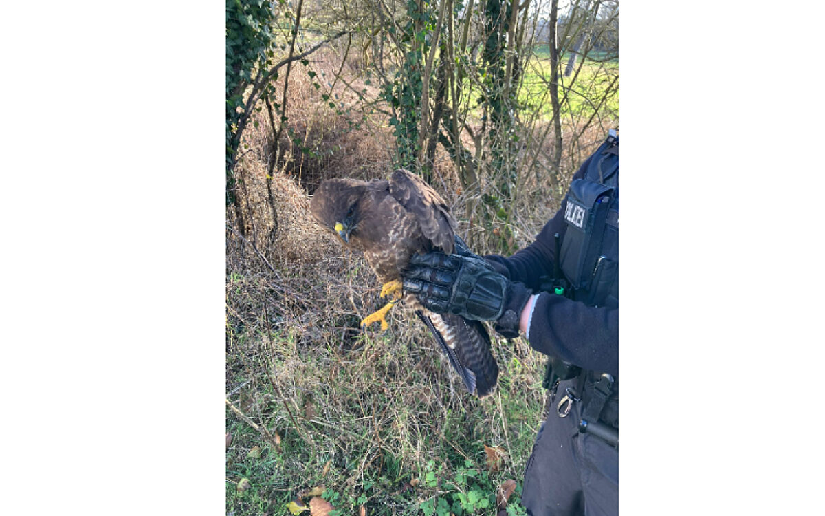 100125 Gross Umstadt Maeusebussard Foto Polizei 100125 Gross Umstadt Maeusebussard Foto Polizei