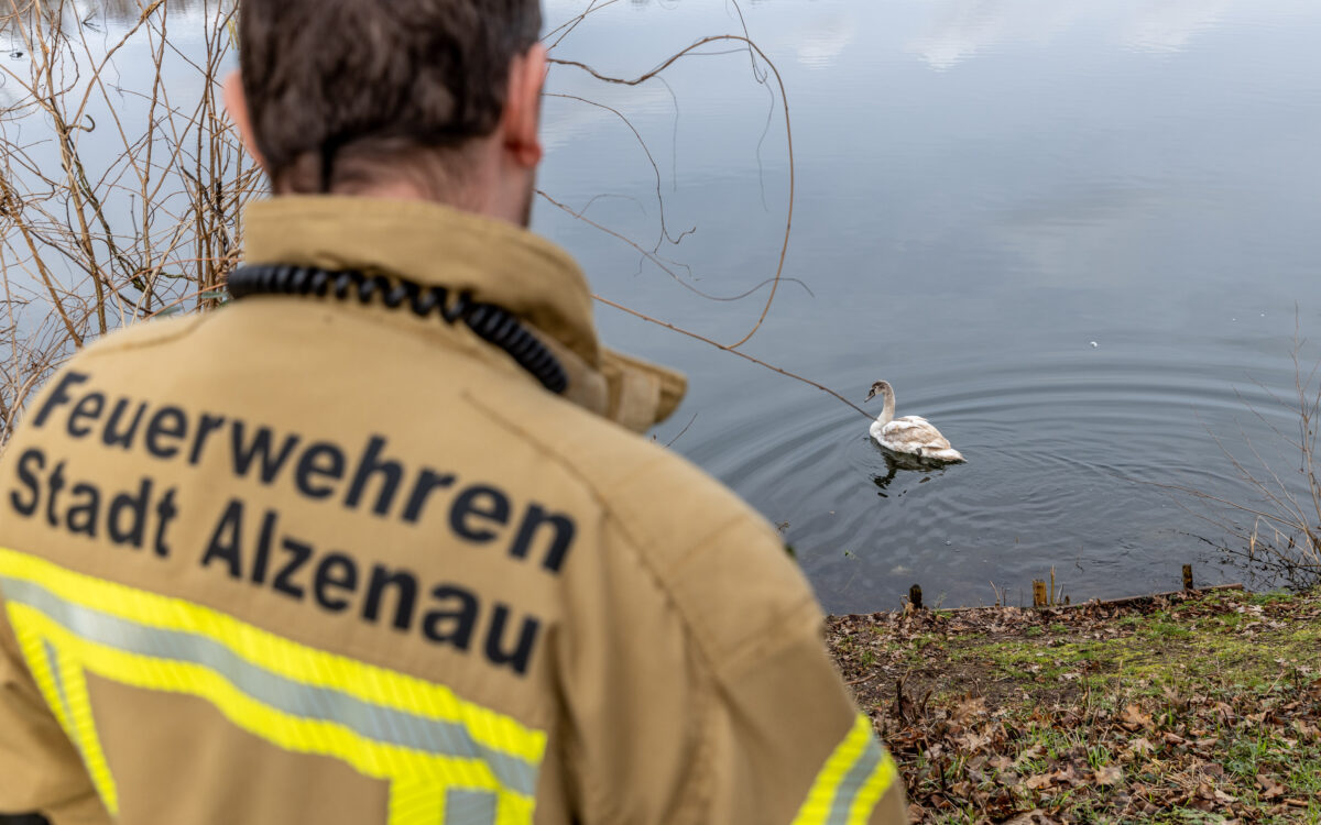 100224 ALZ Rettung Schwan Quelle Kreis Feuerwehr Verband Aschaffenburg 2 100224 ALZ Rettung Schwan Quelle Kreis Feuerwehr Verband Aschaffenburg 2