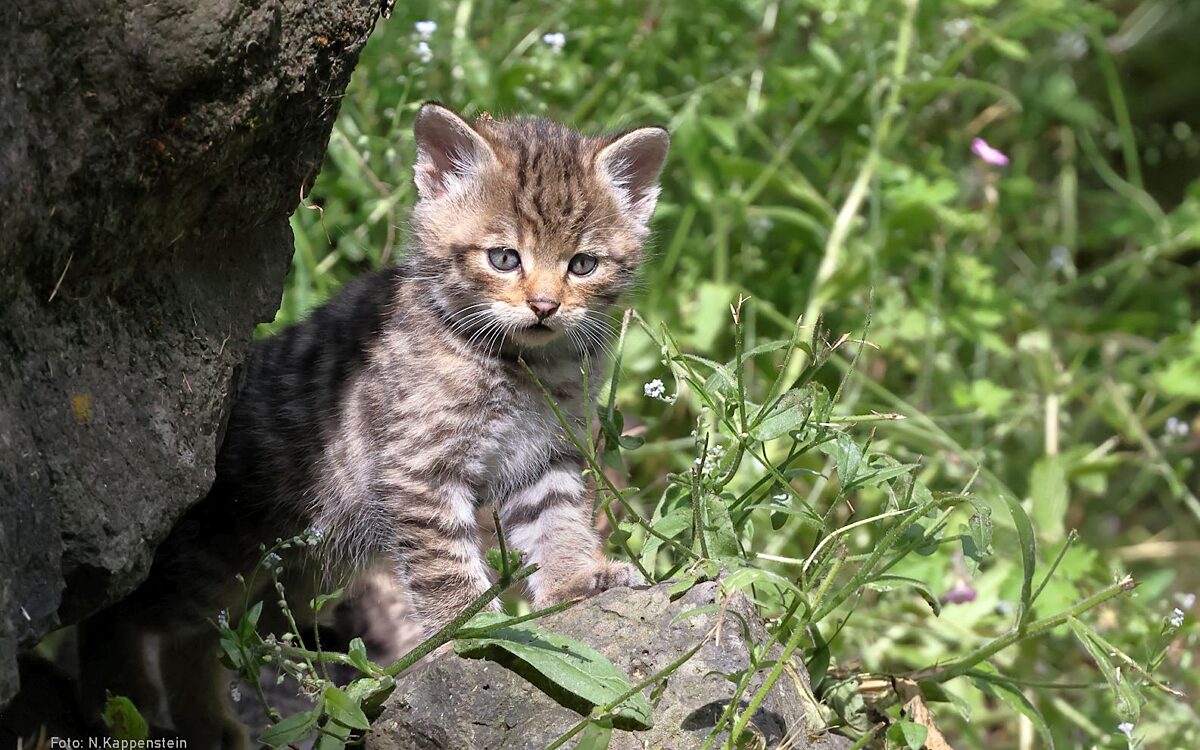 100624 Hanau Fasanerie Wildkatze Bild Norbert Kappenstein 100624 Hanau Fasanerie Wildkatze Bild Norbert Kappenstein