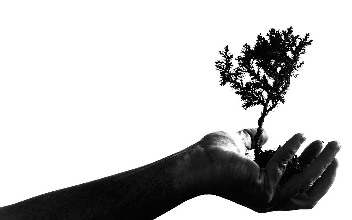 101221 Symbolbild Baum Pflanzen 101221 Symbolbild Baum Pflanzen