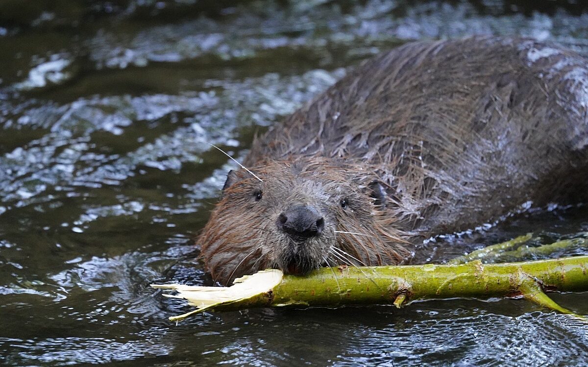 101221 Symbolbild Biber 101221 Symbolbild Biber