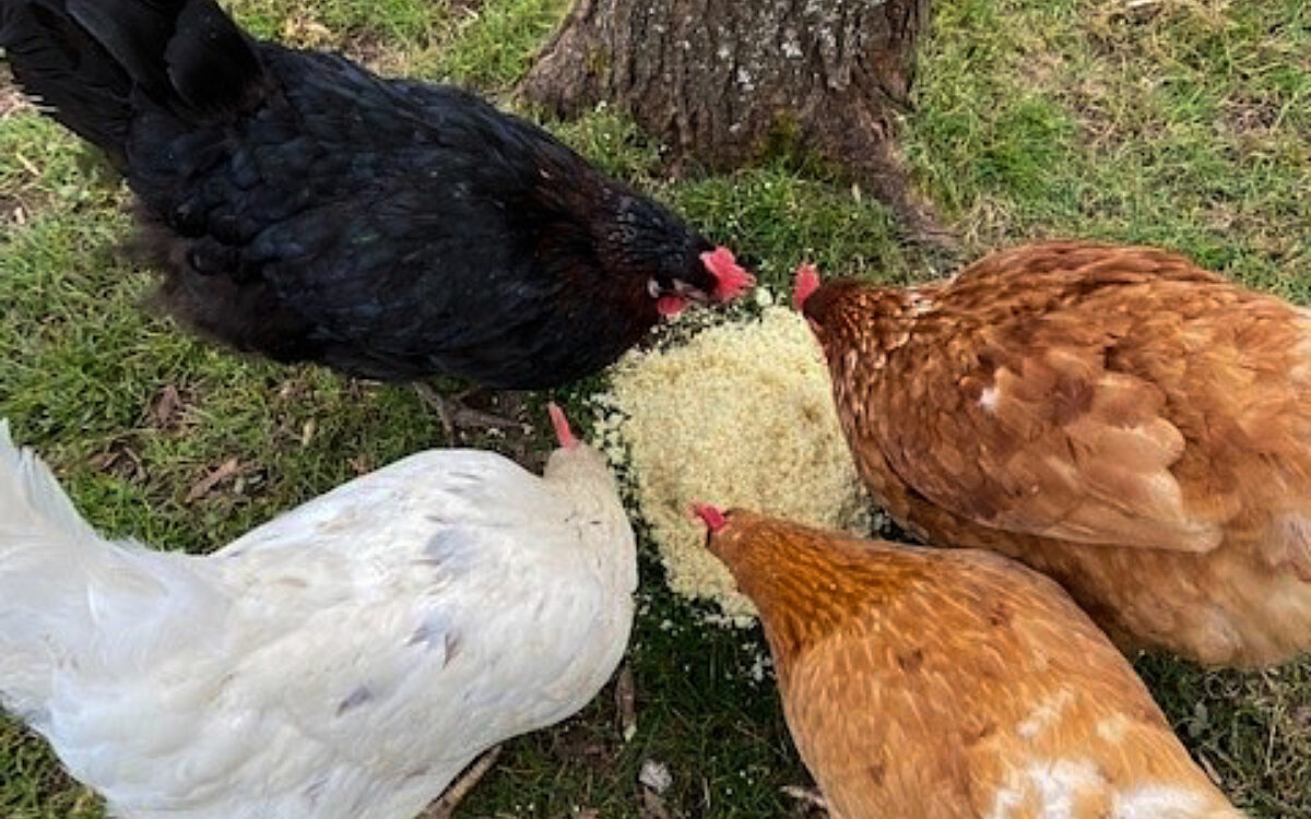 110422 Huehnerprojekt Hoechster Froesche1 110422 Huehnerprojekt Hoechster Froesche1