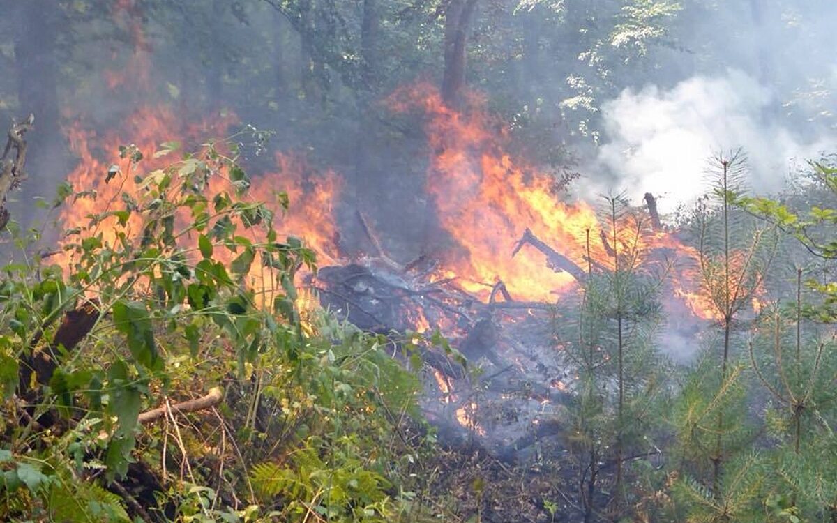 110822 waldbrand fasanerie hanau 110822 waldbrand fasanerie hanau