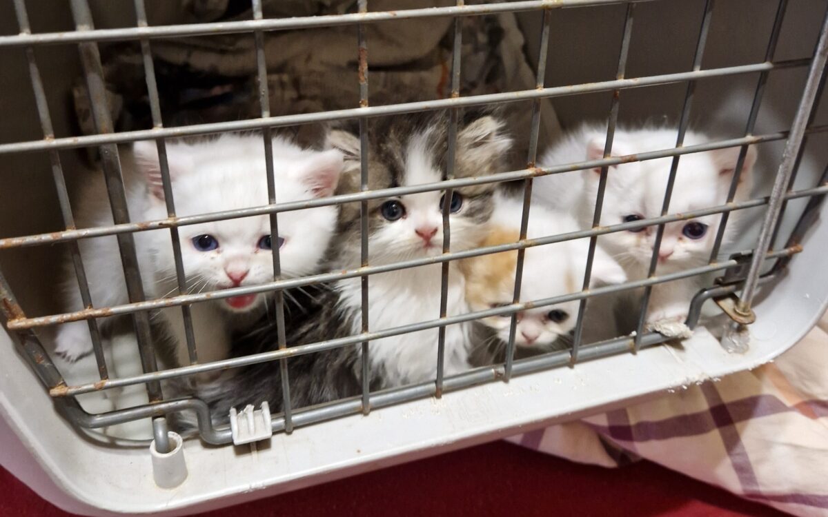 1208 rodgau dieburg Katzenbaby 1208 rodgau dieburg Katzenbaby