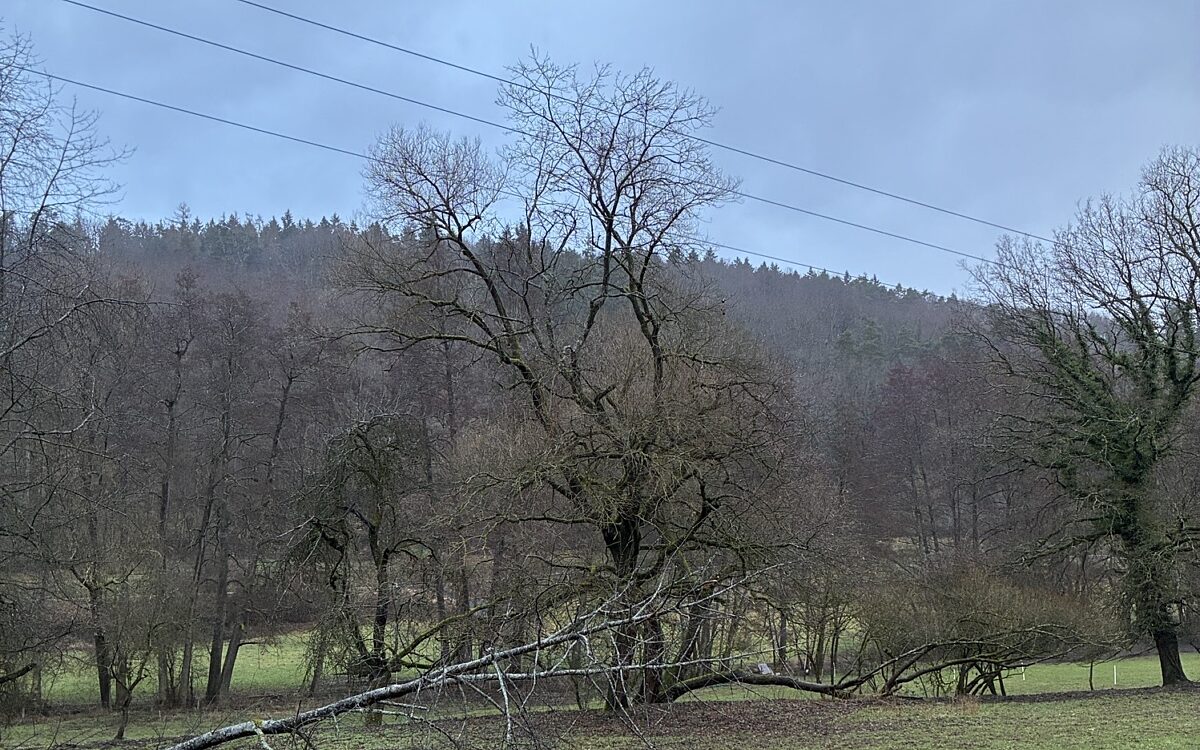 130226 roellfeld baum stromausfall 130226 roellfeld baum stromausfall