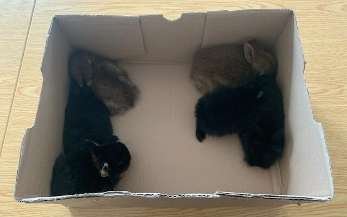 131021 Hasen 002 131021 Hasen 002