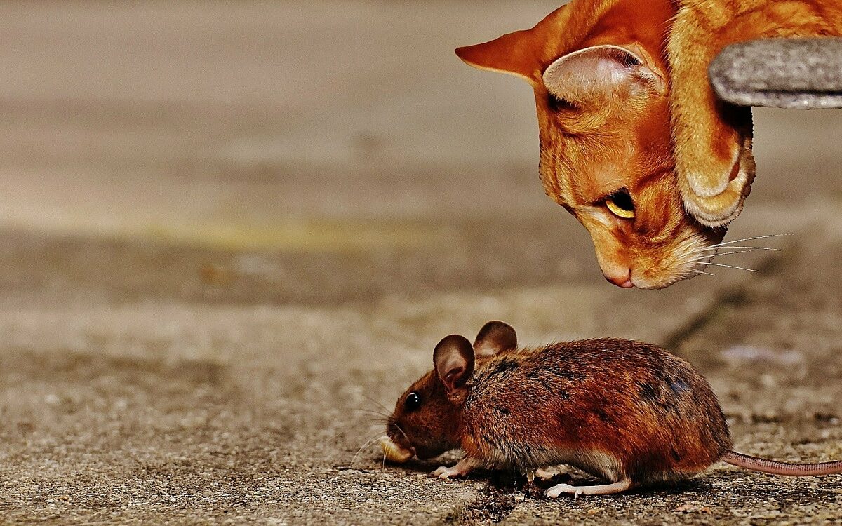 131021 Symbolbild Katze Maus 131021 Symbolbild Katze Maus