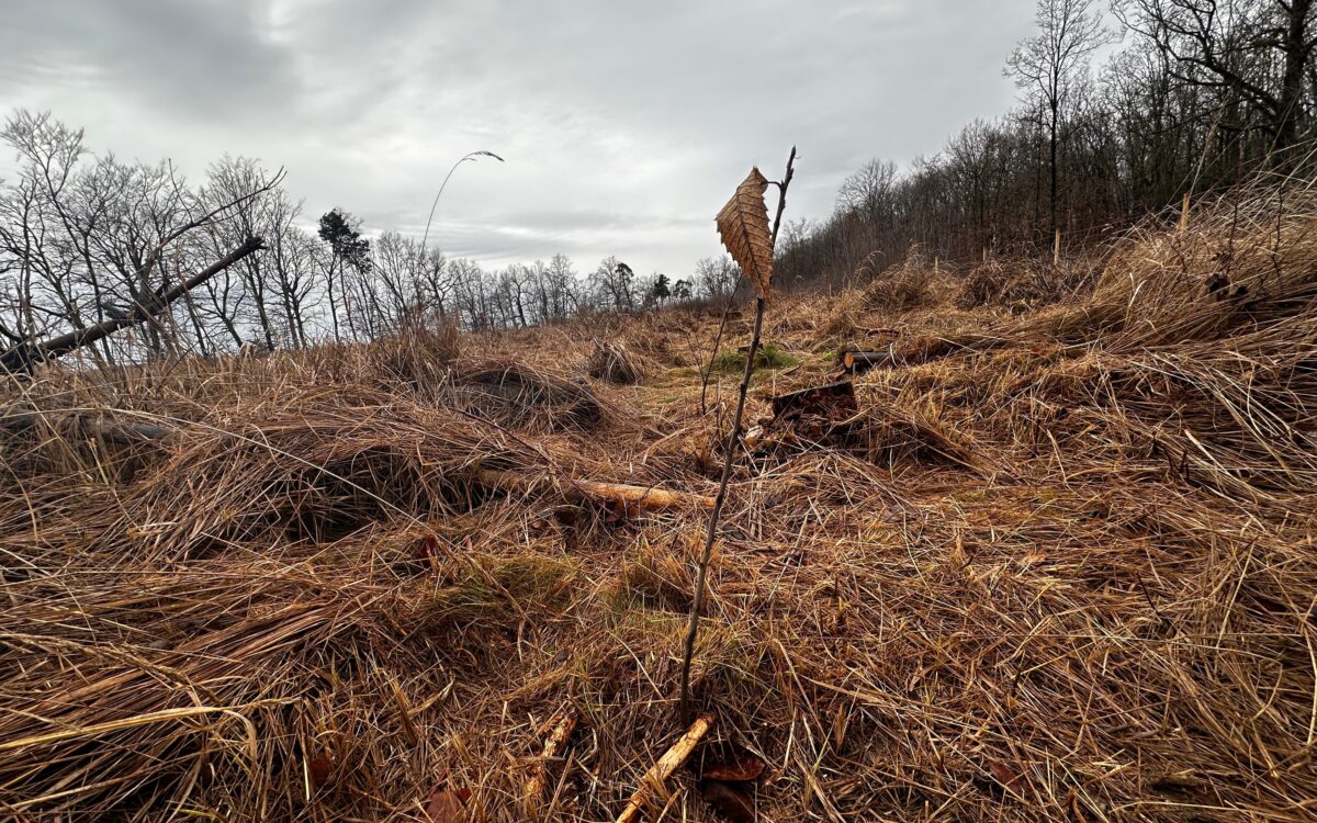 140126 Seligenstadt Aufforstungsaktion JG