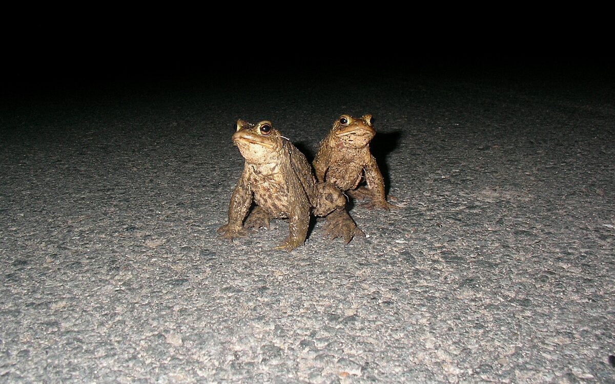 140224 Kreis MIL Amphibienwanderung Quelle Landratsamt Miltenberg 140224 Kreis MIL Amphibienwanderung Quelle Landratsamt Miltenberg