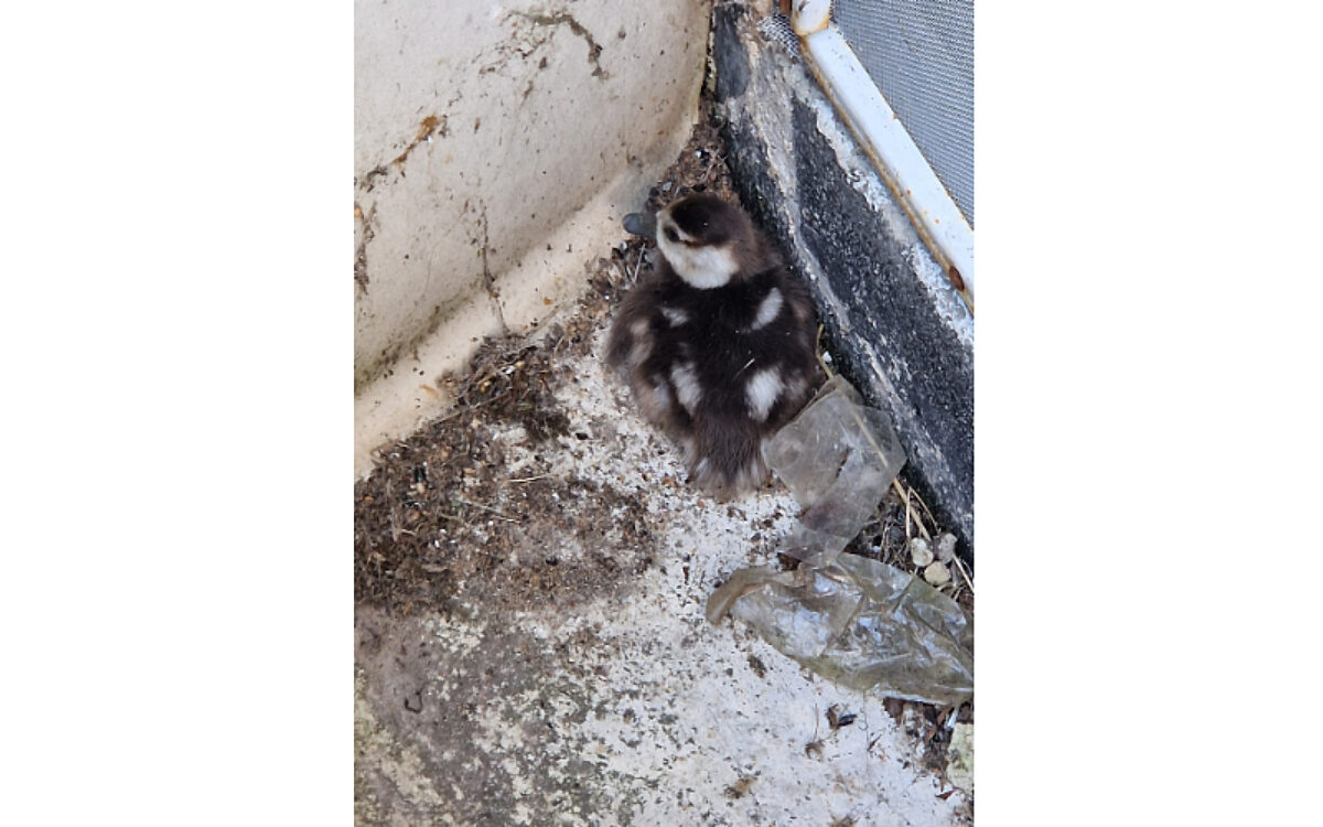 140724 Entenrettung Grossostheim 1 140724 Entenrettung Grossostheim 1