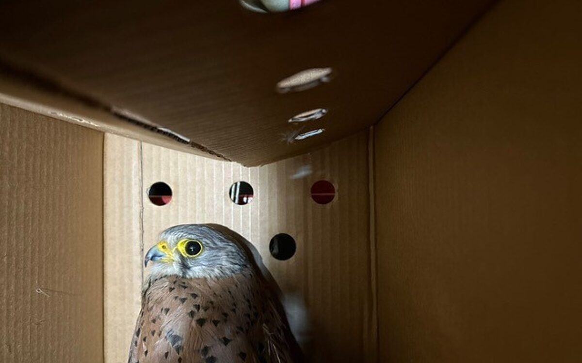 140725 Alzenau Rettung Turmfalken 1 140725 Alzenau Rettung Turmfalken 1