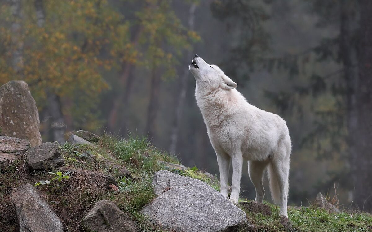 141024 HU Woelfin Monja 1 141024 HU Woelfin Monja 1