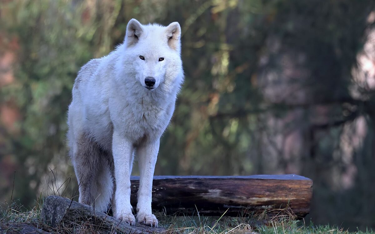 141024 HU Woelfin Monja 2 141024 HU Woelfin Monja 2