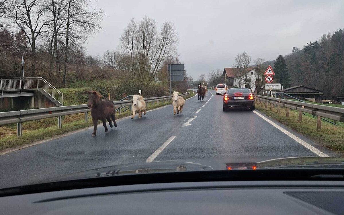 151223 Moembris Pony 151223 Moembris Pony