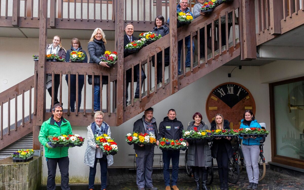 160322 Seligenstadt Primeln 160322 Seligenstadt Primeln