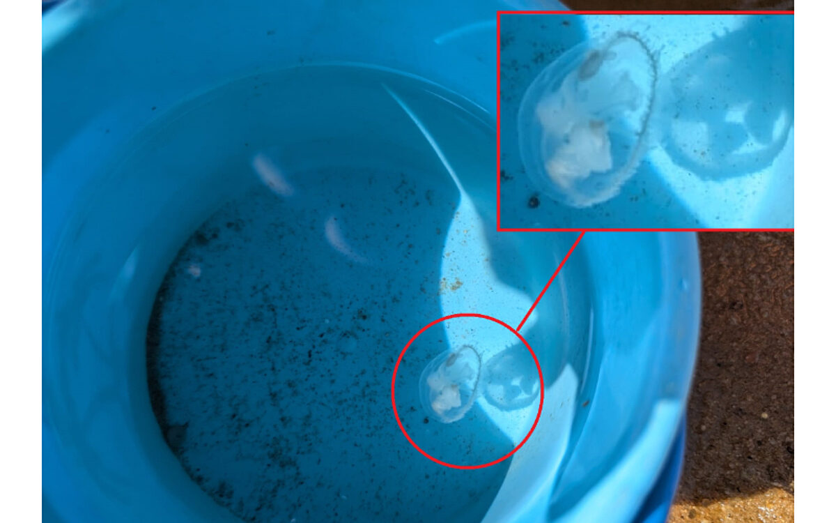 170724 Kahl Suesswasserquallen 170724 Kahl Suesswasserquallen