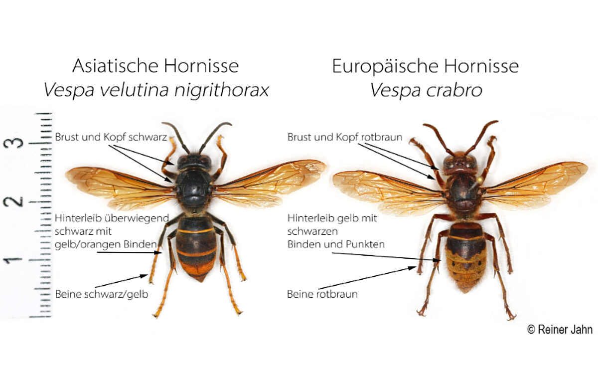 170725 Asiatische Hornisse Foto Reiner Jahn 170725 Asiatische Hornisse Foto Reiner Jahn