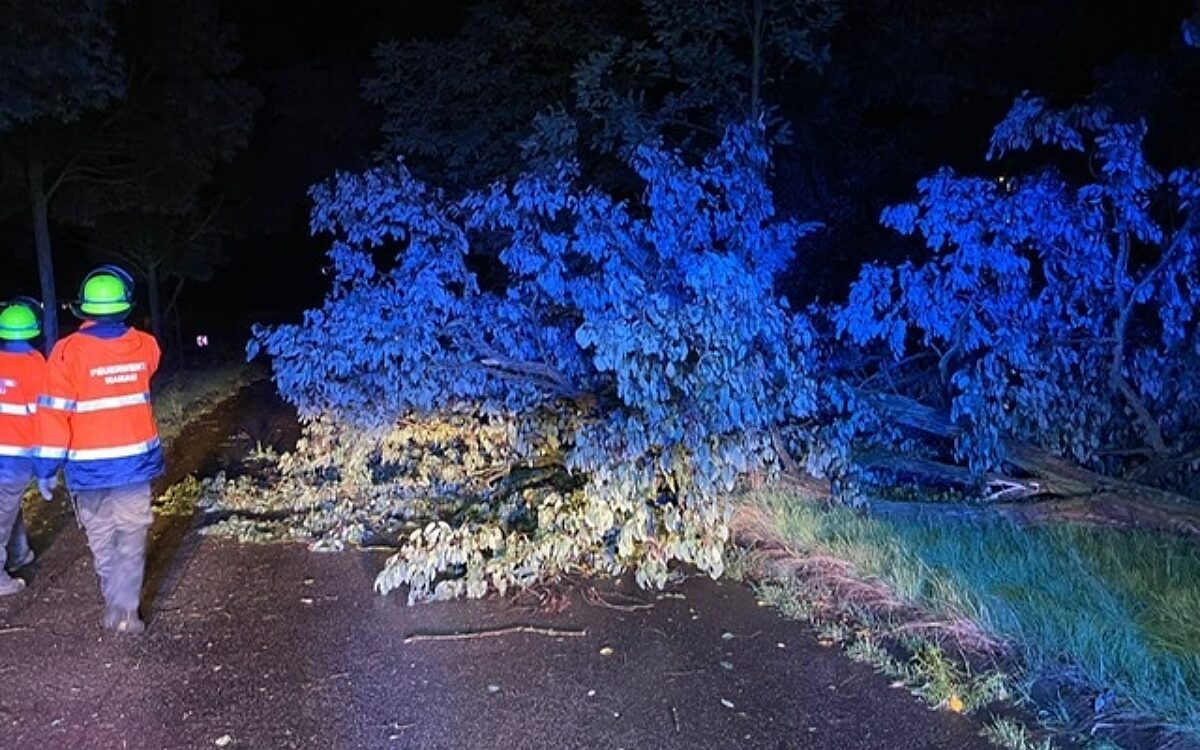 170823 Hanau Unwetter umgestuerzter Baum 170823 Hanau Unwetter umgestuerzter Baum