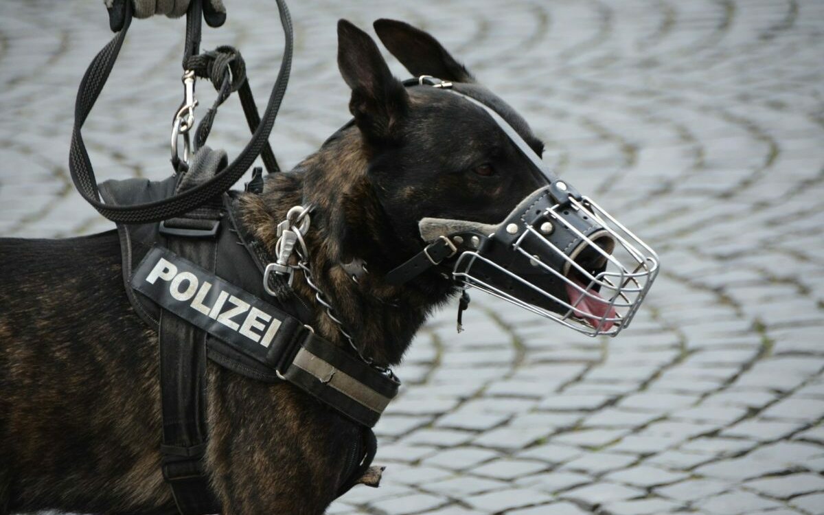 180319 Polizeihund e1552921581944 180319 Polizeihund e1552921581944