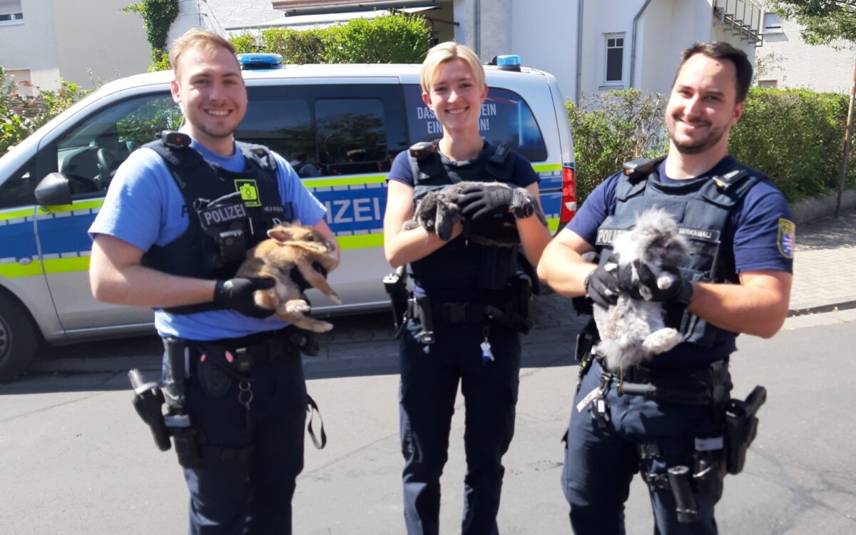 180722 Rodgau Brand Kaninchen gerettet 180722 Rodgau Brand Kaninchen gerettet
