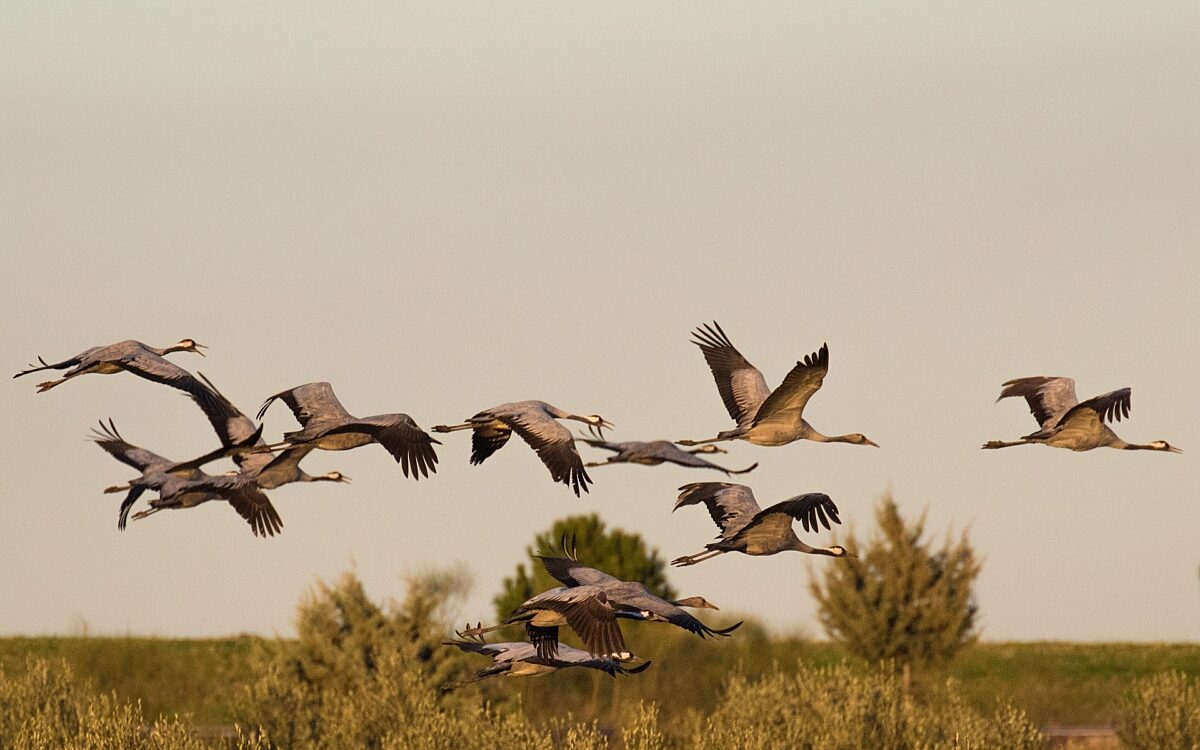 181021 Kranich 181021 Kranich