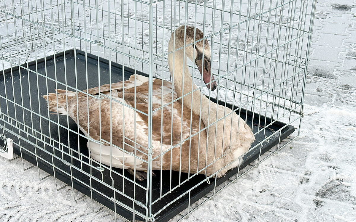 181222 Stockstadt Schwan Rettung 2 181222 Stockstadt Schwan Rettung 2