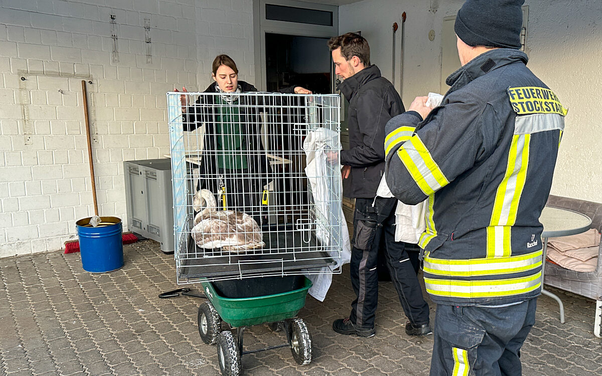 181222 Stockstadt Schwan Rettung 3 181222 Stockstadt Schwan Rettung 3