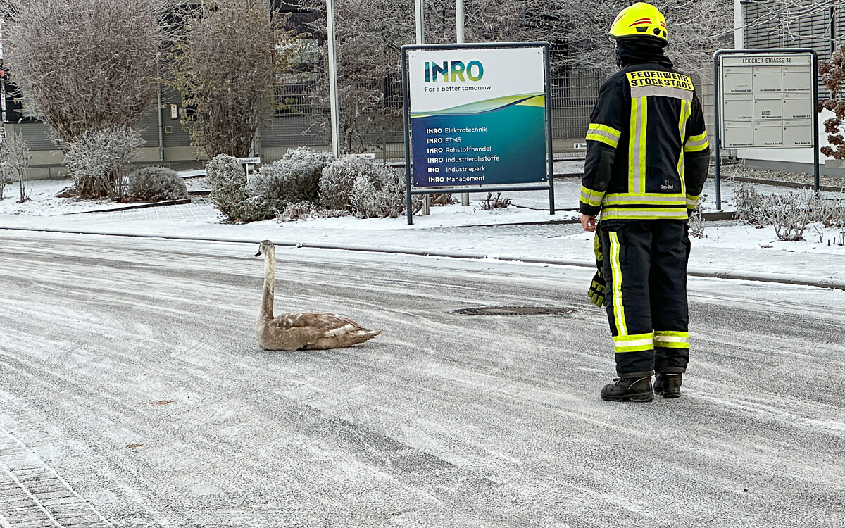 181222 Stockstadt Schwan Rettung 181222 Stockstadt Schwan Rettung