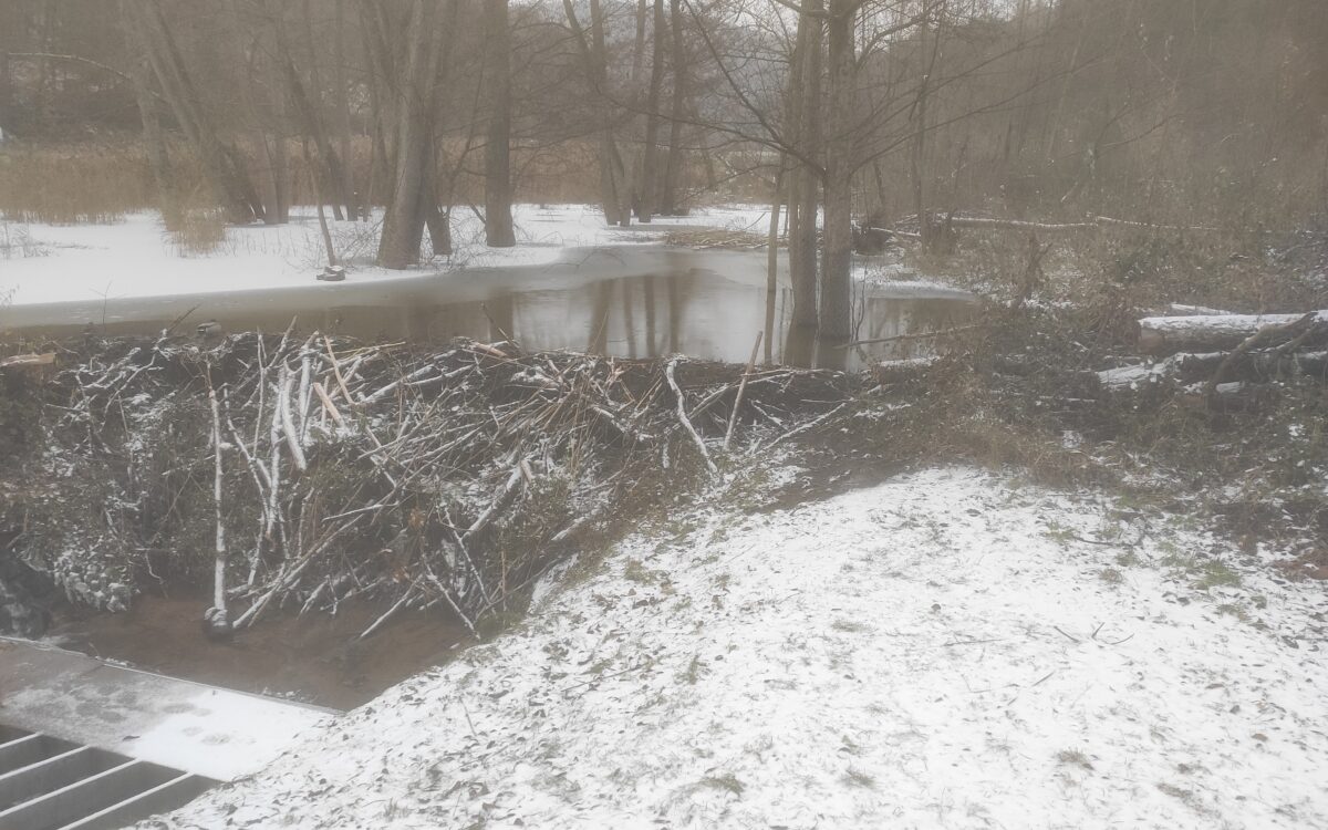 181223 AB Gailbach biberdamm HW 181223 AB Gailbach biberdamm HW