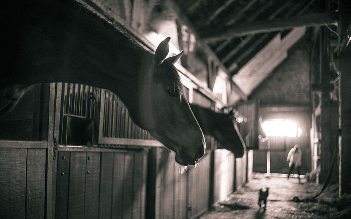 190123 pferdeherpes stall 190123 pferdeherpes stall