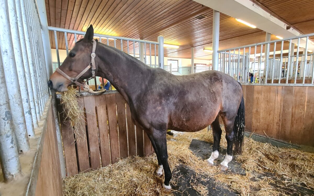 190323 Alzenau schwangeres Pferd 190323 Alzenau schwangeres Pferd