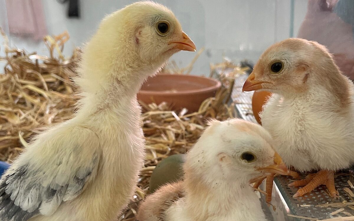 190422 Kueken 190422 Kueken