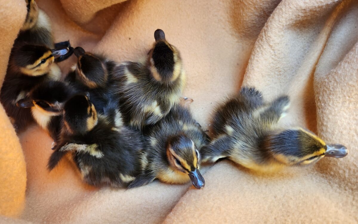 190623 Grossostheim Entenrettung 1 190623 Grossostheim Entenrettung 1