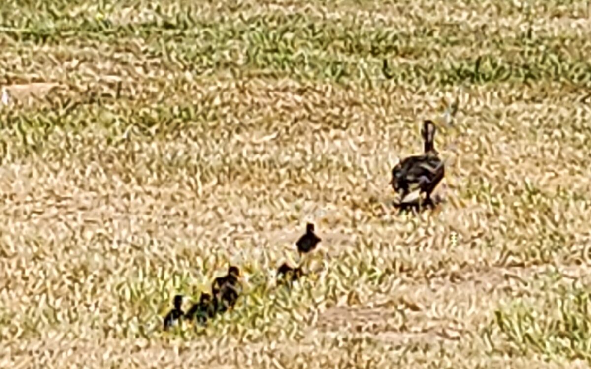 190623 Grossostheim Entenrettung 3 190623 Grossostheim Entenrettung 3