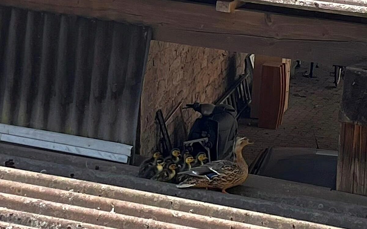 190623 Grossostheim Entenrettung 4 190623 Grossostheim Entenrettung 4