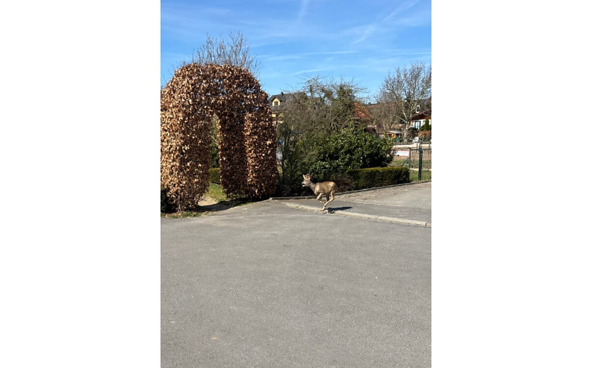 200325 Alzenau Reh gerettet 1 200325 Alzenau Reh gerettet 1