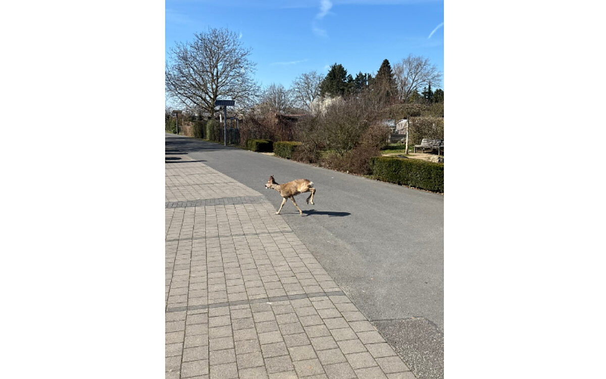 200325 Alzenau Reh gerettet 2 200325 Alzenau Reh gerettet 2