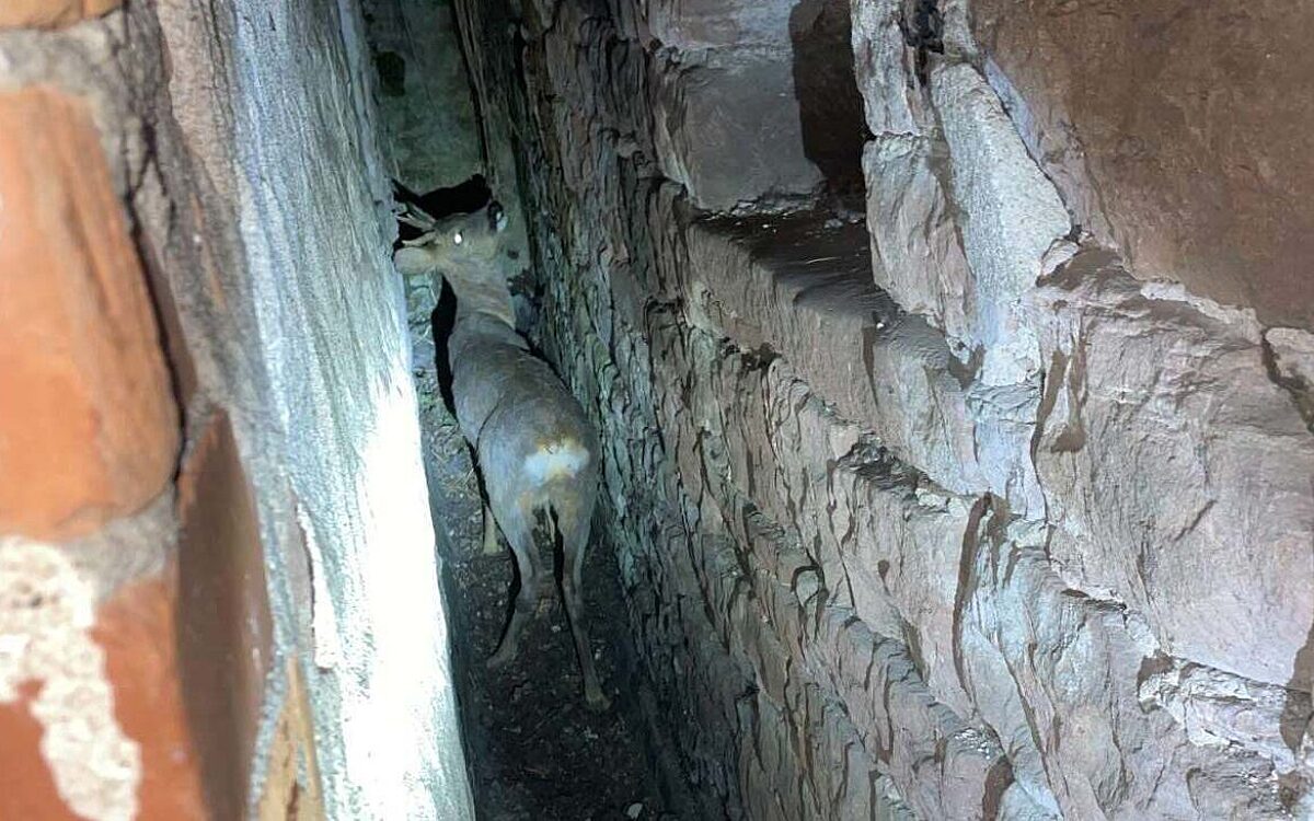 200422 Reh Stadtprozelten 200422 Reh Stadtprozelten