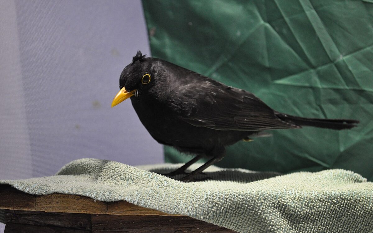 200824 Woerth Wildvogelhilfe 200824 Woerth Wildvogelhilfe