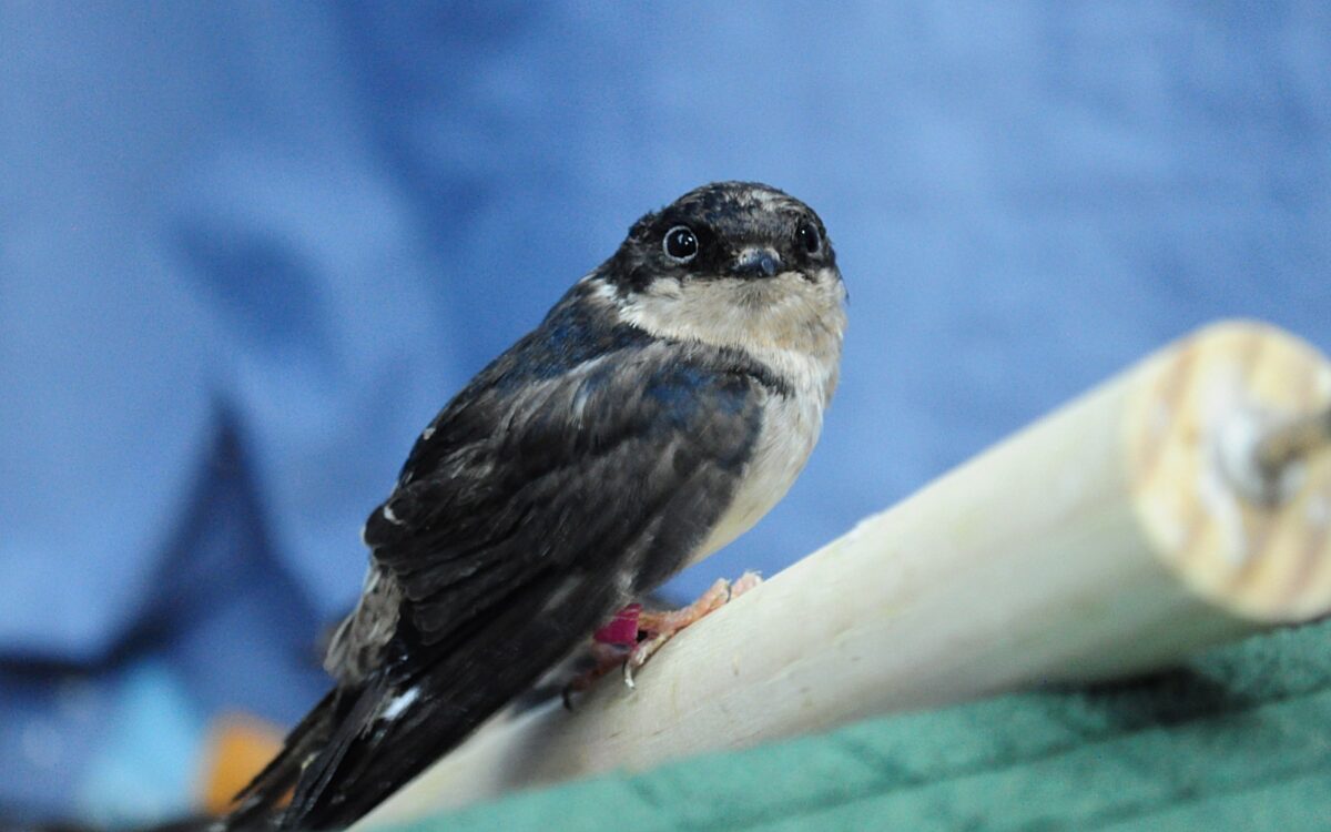 200824 Woerth Wildvogelhilfe3 200824 Woerth Wildvogelhilfe3