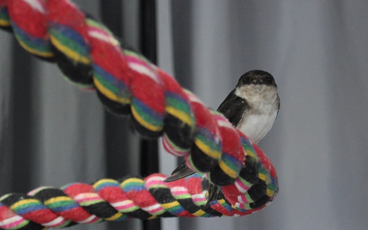 200824 Woerth Wildvogelhilfe4 200824 Woerth Wildvogelhilfe4