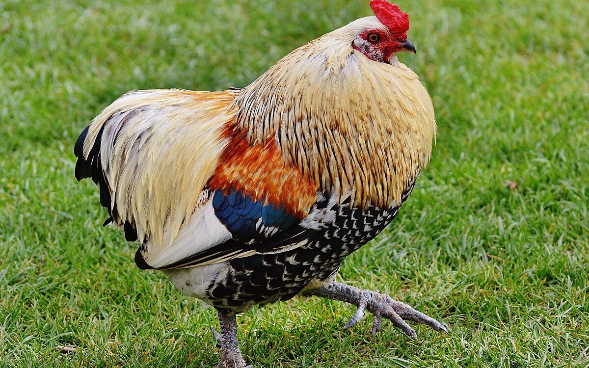 201121 Symbolbild Gefluegelpest Voggel Huhn Hahn 201121 Symbolbild Gefluegelpest Voggel Huhn Hahn