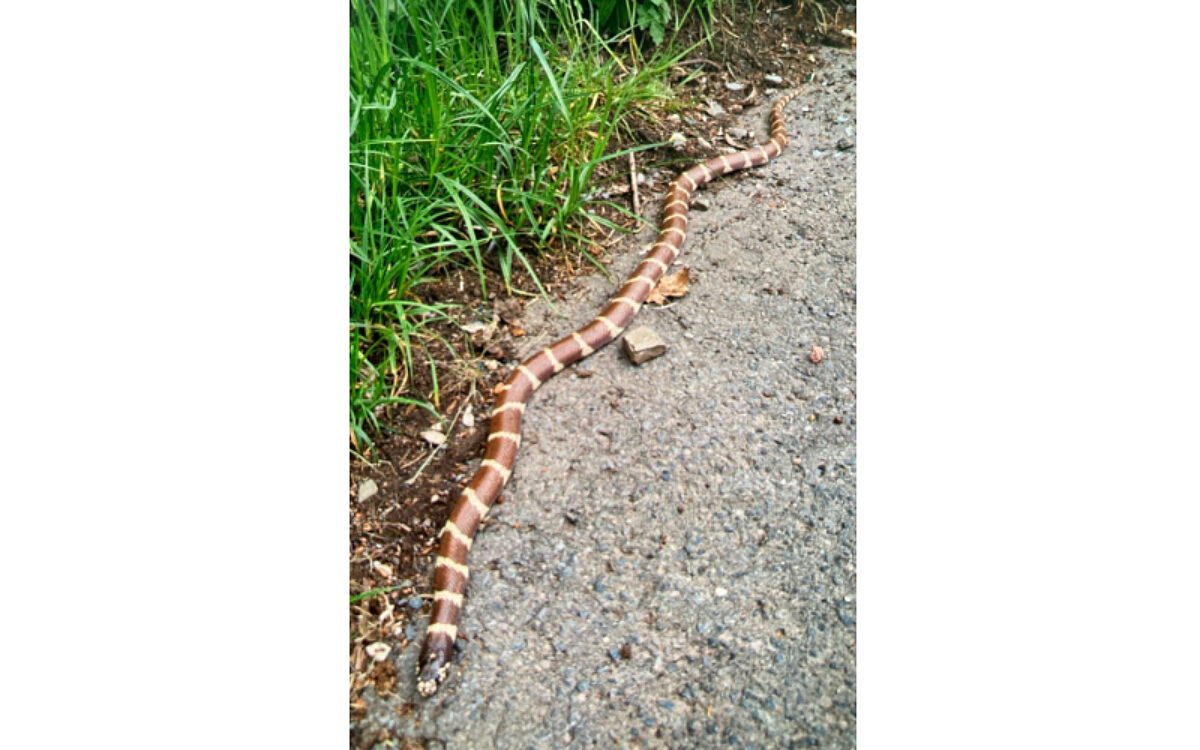 210524 Schluechtern Schlange 210524 Schluechtern Schlange