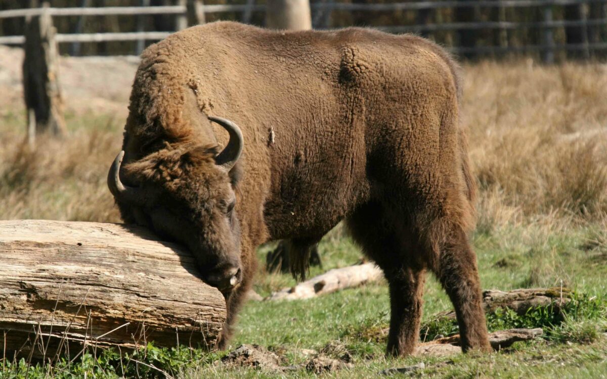 211021 Hanau Alte Fasanerie 211021 Hanau Alte Fasanerie