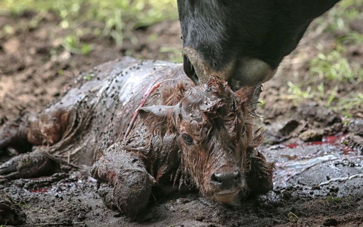 220616 Hanau Wildpark Fasanerie Auerochse 1 220616 Hanau Wildpark Fasanerie Auerochse 1
